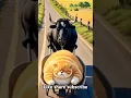 Download Lagu Allah hi allah kita karo #love #cute #funnyanimal #trandingshorts #funny #funniestvideo