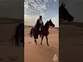كنت أحبك - محمد بن غرمان -اجمل تصميم - في حب الخيل 🐎🐎