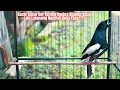 Download Lagu GAK BUTUH LAMA KACER FIGHTER LANGSUNG NYAUT IKUT GACOR, Kacer Tarung Full Ngotot BONGKAR MATERI !!!