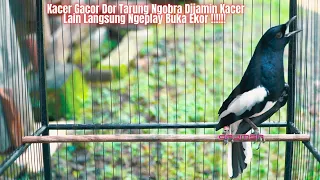 Download GAK BUTUH LAMA KACER FIGHTER LANGSUNG NYAUT IKUT GACOR, Kacer Tarung Full Ngotot BONGKAR MATERI !!! MP3