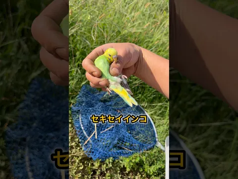 野生のインコを発見したので捕獲してみた