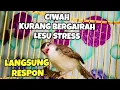 Download Lagu Suara panggilan prenjak klik betina ampuh buat pancingan ciblek sawah stres macet bunyi