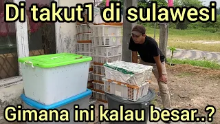 AKHIR NYA DATANG JUGA ULAR PALING MENGER1KAN DARI SUMATRA DAN PULAU SULAWESI