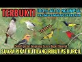 Download Lagu Suara pikat burcil - Kutilang ribut vs burcil ampuh terbaru 2025