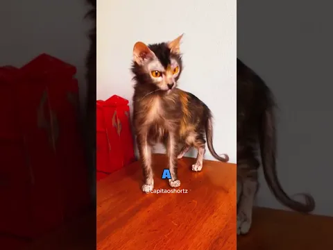 GATOS MAIS DIFERENTES DE TODOS #gatos #fofo