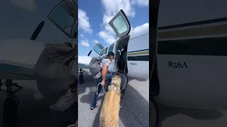 How we got our large dog from the Bahamas to florida…. #sailing #travel #dog