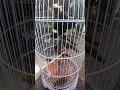 Download Lagu AKAN BELI SATU NIH BURUNG JALAK KEBO DI PASAR OPI JAKABARING PALEMBANG