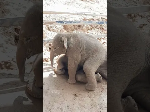 When Will Baby Ton Nao Sleep? Brother Junior is Exhausted! - Thai Elephant Story