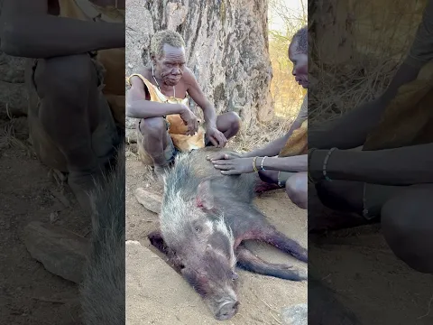 100 years old man with huge bush pig hunt alone