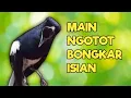 Download Lagu TERAPI KACER GACOR ISIAN SORE HARI ATASI KACER MACET BUNYI LANGSUNG NYAUT BUKOR EMOZI