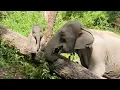 Too Cute to Handle: Jungle Fun with Mom and Baby Elephant