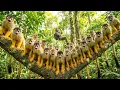 Lagu Relaxing Walk In The Amazon: Squirrel Monkeys, Harpy Eagles \u0026 The Giant Kapok Tree