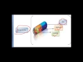 OOPs - Encapsulation Inheritance Abstraction Polymorphism