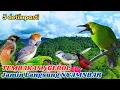 Download Lagu Rahasia Masteran Cucak IJo Trotol Agar Cepat Gacor