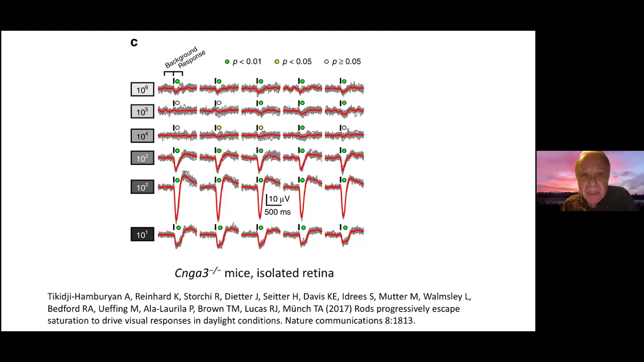 Rod Saturation, Transducin, and Photoreceptor Degeneration by Gordon L. Fain, PhD | UCI CTVR