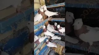 ستعراض طيور مساجي محافظة كربلاء طيور يوتيوب 