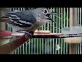Download Lagu Sirtu pikat gacor,untuk menyulut EMOSI pada sirtu muda hutan..