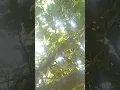Nature Sounds for Sleep | Tree Birds Singing and Soft Wind