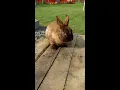 What Does RABBIT Taste Like