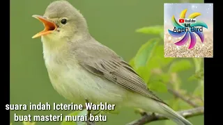 Download SUARA MASTERAN INDAH ICTERINE WARBLER BUAT MASTERI MURAI ANDA MP3