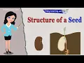 Structure of Seed and Parts of a Seed Seed Germination Baby Plant Science
