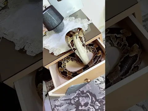 الكوبرا المرعبة طلعت لأختي 😳😱