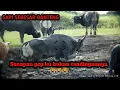 Download Lagu Berburu sapi liar super besar / senapan pcp / sapi bali