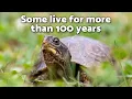 How Long Do TURTLES LIVE Up to 100 years Sea Turtle and Land Turtle Life Expectancy