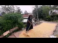 Download Lagu SEKARANG ENEK LAGI PANEN JAGUNG‼️SEMANGAT NYAH TAK PADAM WALAU SUDAH TUA