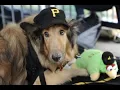 Pet Friendly in Pittsburgh