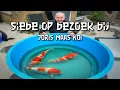 Download Lagu Siebe op bezoek bij... Joris Maas Koi