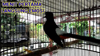 pancingan pastol biar emosi