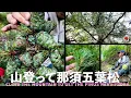 Download Lagu 【登山】那須五葉松の種を求めて山登りしてきました【盆栽Q】