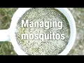 Marshes Mosquitoes and Sea Level Rise