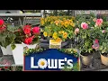LOWES BEST NEW PLANTS-ARRIVALS FOR HOW TO MAKE YOUR GARDEN BEAUTIFUL