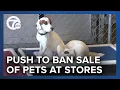 Ann Arbor pushes to ban sale of pets at stores