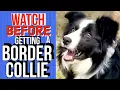 OWNING a BORDER COLLIE the PROS and the CONS