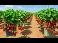 Download Lagu Milieuvriendelijke truc: Hang bakken vol aardbeien op Download Lagu Milieuvriendelijke truc: Hang bakken vol aardbeien op