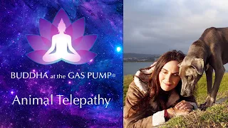 Anna Breytenbach - Buddha at the Gas Pump Interview