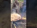 Download Lagu THIS SO Fantastic and Delicious Baboon Meal BUSHMEN Enjoying in the Wild!
