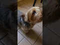 Download Lagu Kobee making demands again the best way a yorkie can, and Melo being the opportunist this time lol
