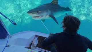 Extreme Tiger Shark Encounter!!