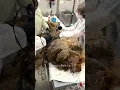 Download Lagu Extremely Matted Dog Gets A Trim