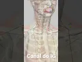 Download Lagu 👆Canal de Acupuntura do Intestino Grosso👆 #acupuncture #acupuntura #acupunturista #auricular