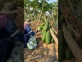 Lagu Technique for Dwarfing Papaya Plants #farmingtech @HappyFarm85