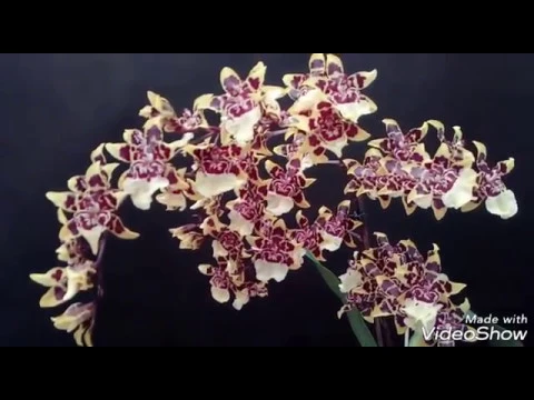 MIS ORQUÍDEAS CAMBRIA Y TODOS SUS CUIDADOS (1/3)