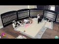 Puppies