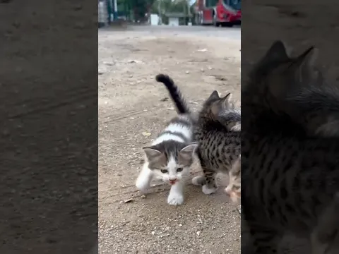 First Steps Outside with Mom Cat! #KittenMilestones