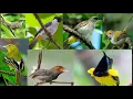 Download Lagu SUARA PIKAT SEMUA JENIS BURUNG TERBARU 2021