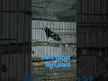 kacer air.,gacorr